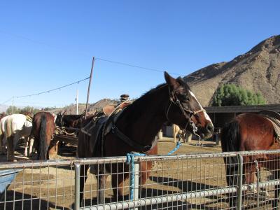 弾丸&の~んびりの年またぎUSA!(Palm Springs ホースライディング編)