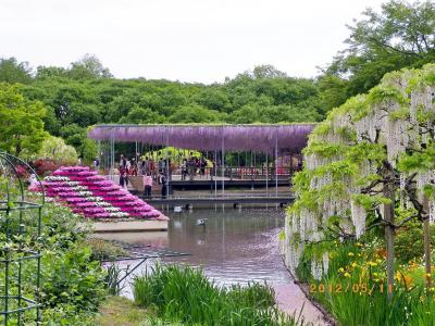 あしかがフラワーパーク・藤の花