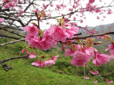 花より団子な日本一早い桜祭りドライブ