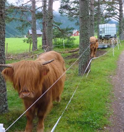 とっておきのノルウェー　モシャモン（？）がお出迎え　ハーダンゲル フィヨルド　(Norge 2）