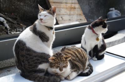 台湾　美味しいものと猫さんを探して