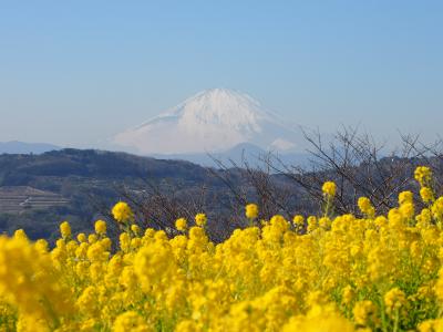 360℃大パノラマ　吾妻山公園の菜の花と絶景富士山　【 吾妻山公園 2014 】