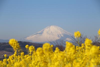 吾妻山：富士山と菜の花ウォッチング