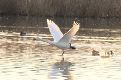 水面を力強く駆けて優雅に飛ぶ白鳥(菅生沼の白鳥)