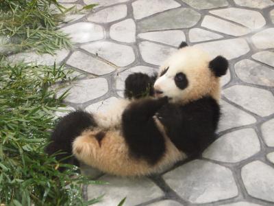 和歌山のたび、パンダ編