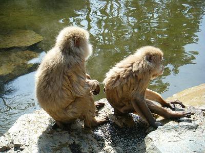 温泉はお猿さんも好き？