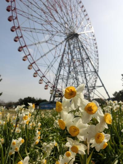 水仙まつり★葛西臨海公園