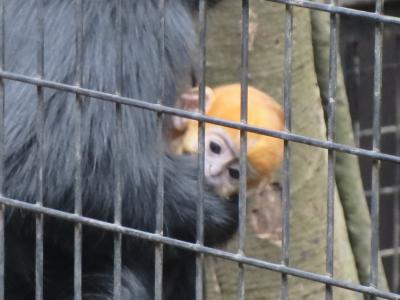 横浜動物園ズーラシアへ　フランソワルトンの赤ちゃんも見た