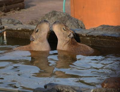 カメラを持って動物園に行ってみた!