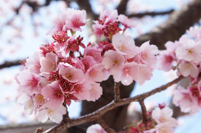 熱海　糸川桜を見に。　初見