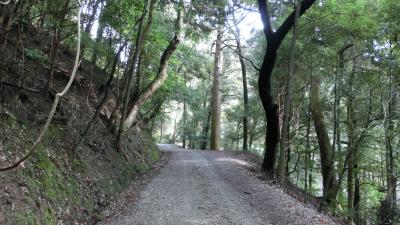 春日山原始林①