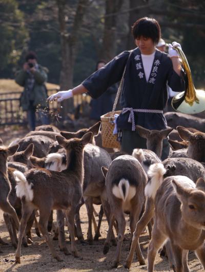 鹿・鹿・鹿！！！　奈良の鹿寄せ