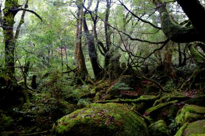 もののけ姫の世界に感動♪白谷雲水峡