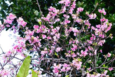 南の楽園八重山(1) 　石垣島へ