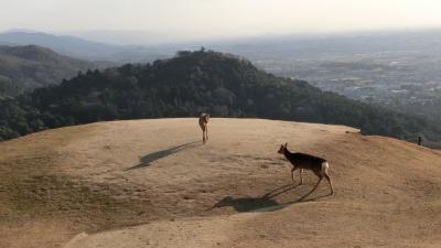 春日山原始林④　最終回