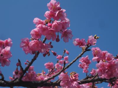 2014年沼津の公園の河津さくら…またまた１本だけ満開になりました。