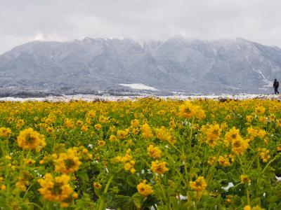 琵琶湖、守山の菜の花と佐川美術館