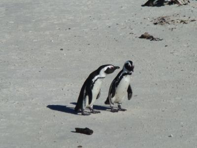 ボルダーズビーチでアフリカペンギン見物