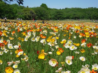 春の昭和記念公園