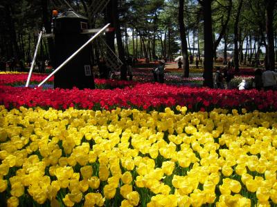 カラフルなひたち海浜公園２０１３