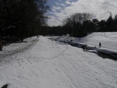 野川の大雪原（１）凍てつく野川。