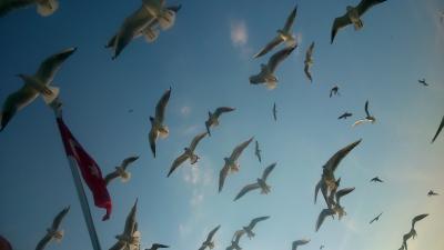 イスタンブール一人旅2014 トルコ動物