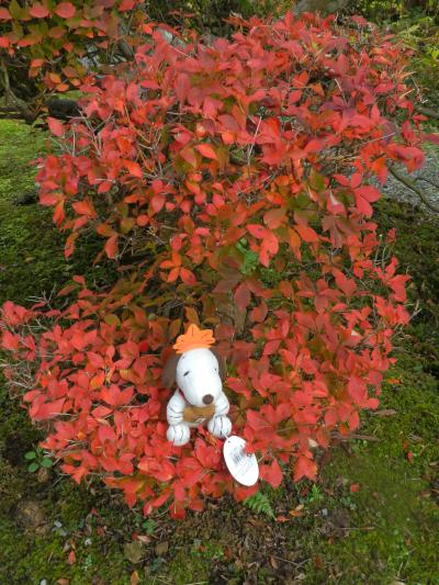 小堀遠州ゆかりの寺院『近江孤篷庵』◆2013年・湖北の紅葉めぐり≪その５≫