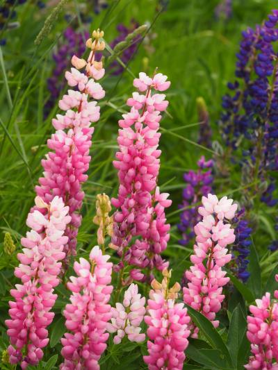 思い出の地を巡る、そして鳥を観まくる! の『旅』 ~その壱:まずは王道のクイーンズタウン~