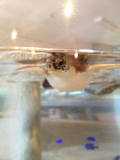 一人旅～沖縄　波照間島・竹富島・黒島・石垣島・那覇～⑤