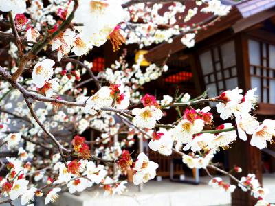 寒さに震えながらの乃木神社