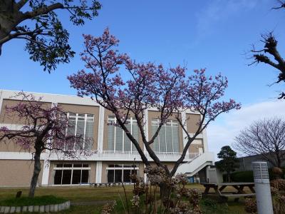 興津まで薄寒桜を見にでかけてみました