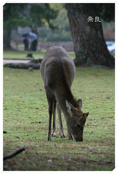 2013年秋　日本里帰り　vol.6　JR PASS旅　最終日　奈良公園でガブリエラさんとデート♪