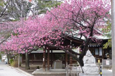 品川・荏原神社で寒緋桜
