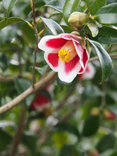 教会巡りと椿の咲く中ドライブ。五島列島、福江島へ。