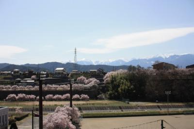 高遠城の天下ニ千本桜！！