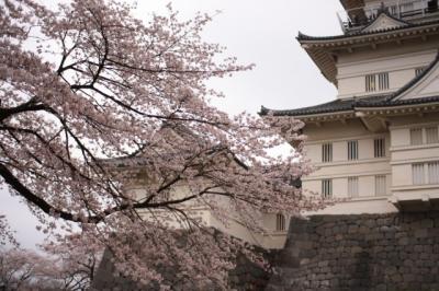 小田原城と桜と