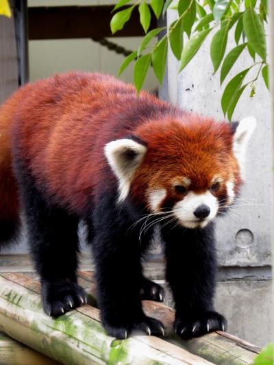 a*.様 house on the hill 昆虫　レギンス レッサーパンダ】なつかしキンギン ワチャワチャ動画 Red Panda