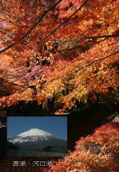 2013年秋　日本里帰り　vol.7　フランス人学生と合流　紅葉と富士山を見に西湖＆河口湖へ