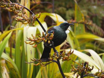 思い出の地を巡る、そして鳥を観まくる！ の『旅』 ～その弐：最南端の野鳥の宝庫　スチュワート島～