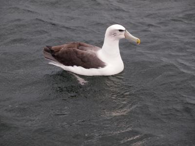 思い出の地を巡る、そして鳥を観まくる！ の『旅』 ～その参：雨のウルバ島～