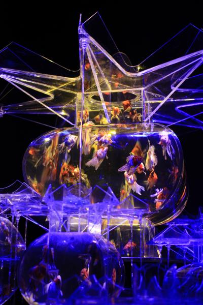 妖艶で優美な金魚の世界