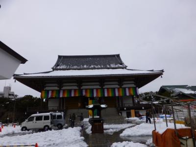 西新井大師で寒桜チェック