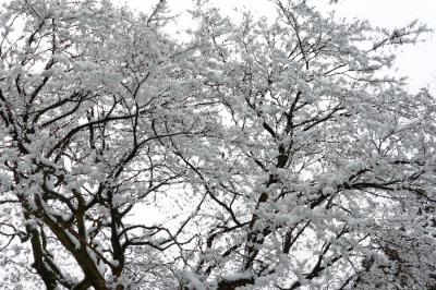 知られざる秘境「山門（やまかど）水源の森」