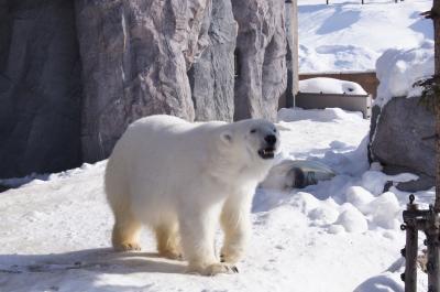 3歳児と雪の北海道へ！（旭山動物園編）