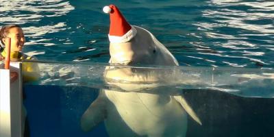 八景島シーパラダイス　日帰り