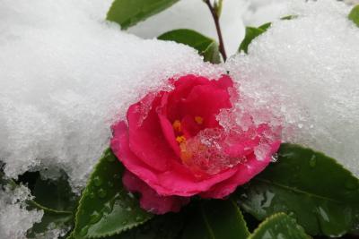大阪にも雪が積もる