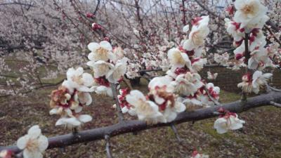 小田原梅まつり／曽我梅林