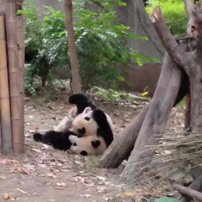 パンダの赤ちゃん萌え、陳麻婆豆腐の人情に感動。