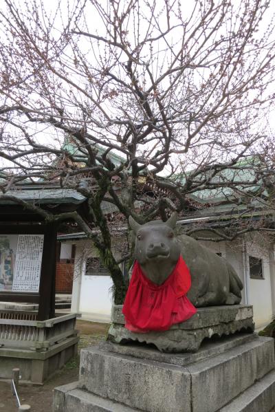 まだまだ蕾の固い梅の花は愛おしく≪北野天満宮≫・・・・・・・・そしてまったりイノダ珈琲館本店にて