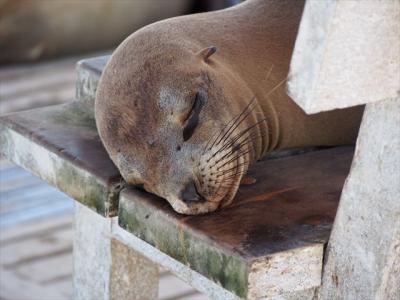 不思議で素敵な動物たちの楽園 ガラパゴス旅行 ～⑥イサベラ島編～